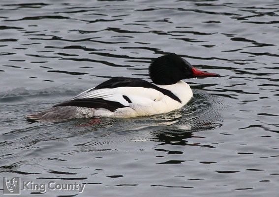 Photo of Mergus merganser